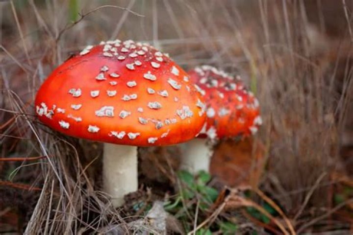 Children present but didn't eat deadly mushrooms