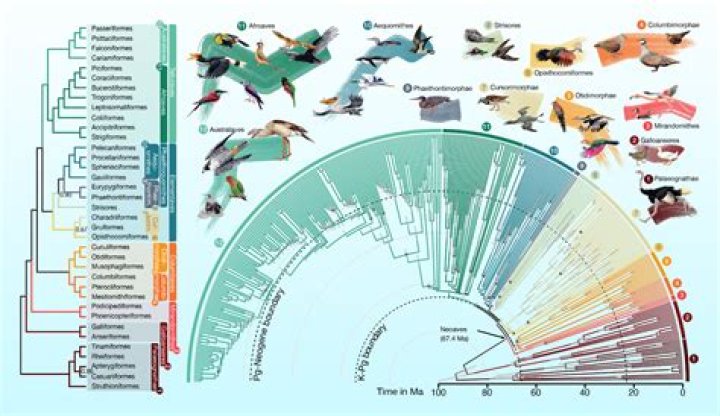 DNA Shows It: Birds Are Promiscuous